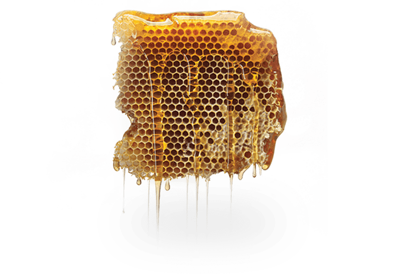 Honey | Nature's Fastest Fat Burners